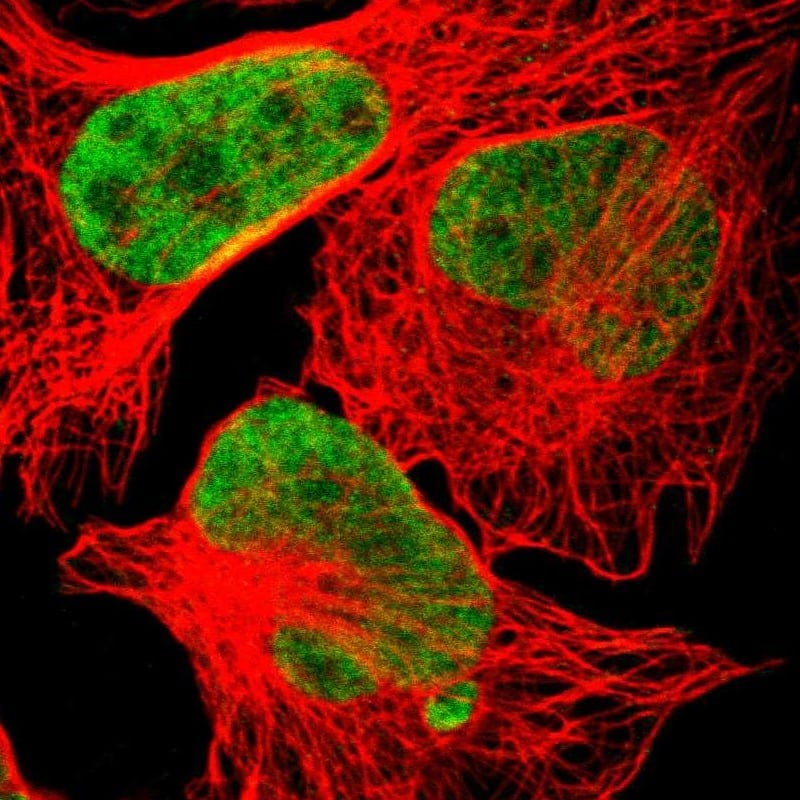 Staining of human cell line U-2 OS shows localization to nucleoplasm.