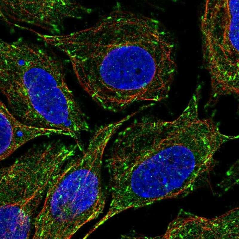 Staining of human cell line SiHa shows localization to microtubule ends.