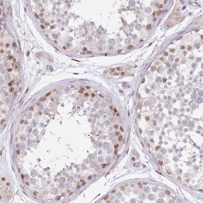 Staining of human testis shows moderate nuclear positivity in a subset of cells in seminiferous ducts.