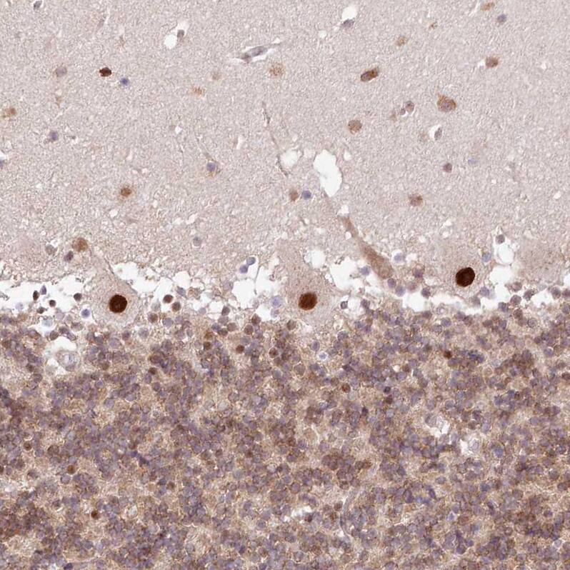 Staining of human cerebellum shows strong nuclear positivity in Purkinje cells.
