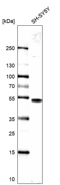 Analysis in human cell line SH-SY5Y.