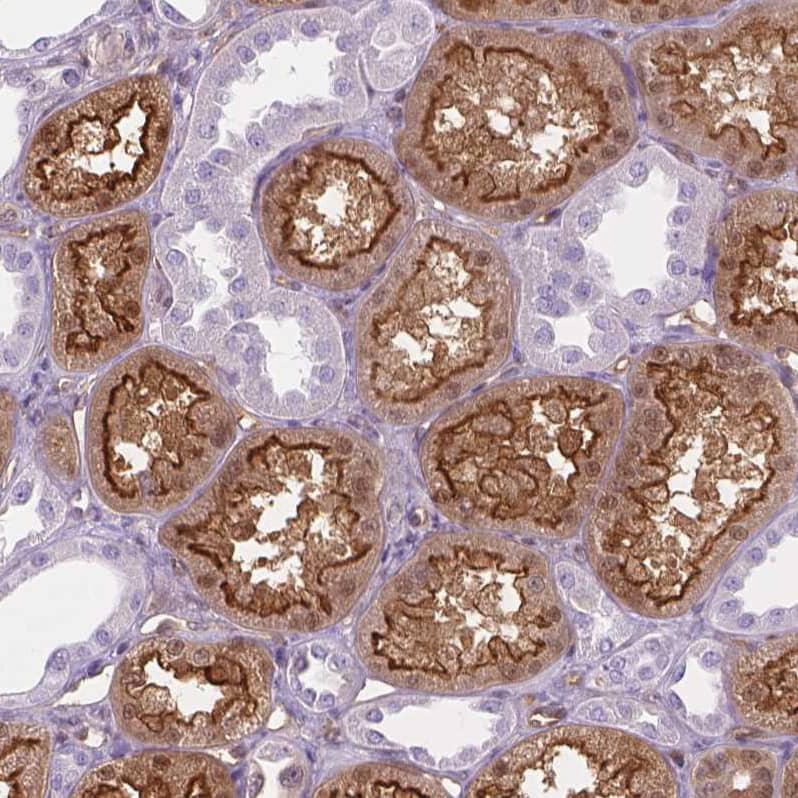 Immunohistochemistry-Paraffin CLIC4 Antibody - BSA Free