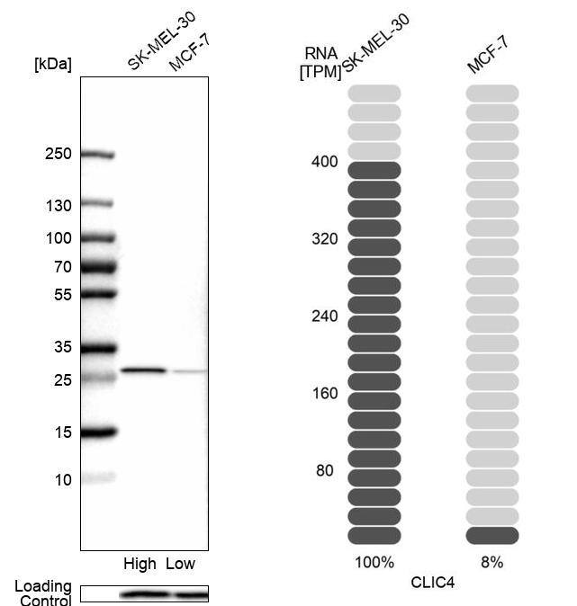 Analysis in human cell lines SK-MEL-30 and MCF-7 using Anti-CLIC4 antibody. Corresponding CLIC4 RNA-seq data are presented for the same cell lines. Loading control: Anti-PFN1.