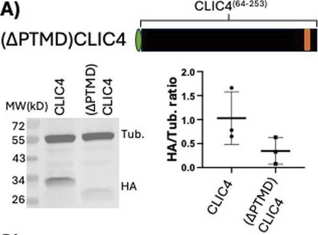The N-terminal putative transmembrane domain (PTMD) is required for CLIC4 re-localization and Rac1 activation in response to S1P. (A) cartoon representation of the HA-tagged (∆PTMD)CLIC4 construct, and western blot analysis and quantification of its expression in HUVEC (see Methods), as compared to full-length HA-CLIC4. (B) Immunofluorescence of full-length HA-tagged CLIC4 (top) and (∆PTMD)CLIC4, and their localization after treatment with S1P. Yellow arrows denote PM localization. Scale bar represents 50 um in all panels. (C) the (∆PTMD)CLIC4 construct does not rescues the Rac1 activation defect caused by CLIC4KD, as assessed by G-LISA. (D) the (∆PTMD)CLIC4 construct does not rescue the TEER defect caused by CLIC4KD. Image collected and cropped by CiteAb from the following open publication (//pubmed.ncbi.nlm.nih.gov/40235733), licensed under a CC-BY license. Not internally tested by Novus Biologicals.