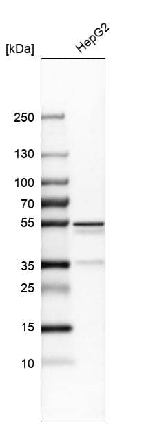 Analysis in human cell line HepG2.
