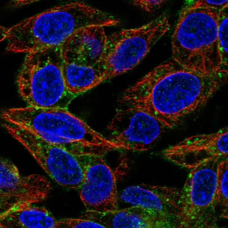 Staining of human cell line Hep G2 shows localization to cell junctions & vesicles.