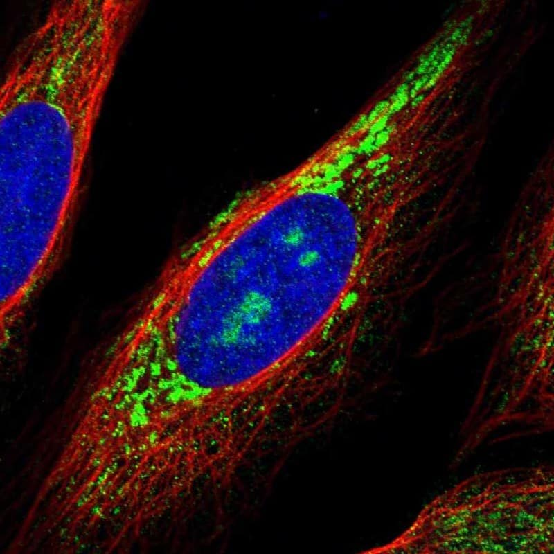 Staining of human cell line U-2 OS shows localization to nucleoli & mitochondria.
