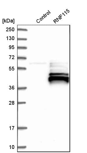 Analysis in control (vector only transfected HEK293T lysate) and rNF115 over-expression lysate (Co-expressed with a C-terminal myc-DDK tag (~3.1 kDa) in mammalian HEK293T cells).
