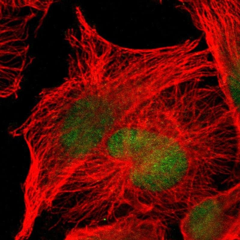Staining of human cell line U-251 MG shows localization to nucleus.
