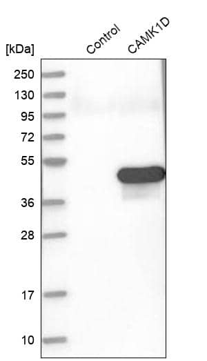 Analysis in control (vector only transfected HEK293T lysate) and CAMK1D over-expression lysate (Co-expressed with a C-terminal myc-DDK tag (~3.1 kDa) in mammalian HEK293T cells).