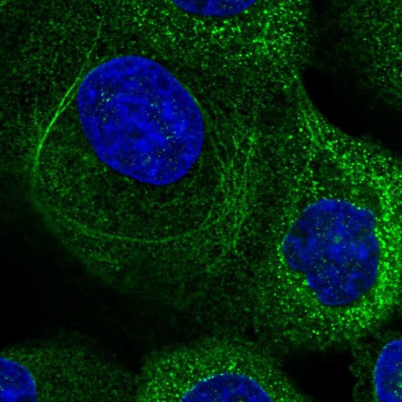 Immunocytochemistry/ Immunofluorescence CMTM6 Antibody - BSA Free