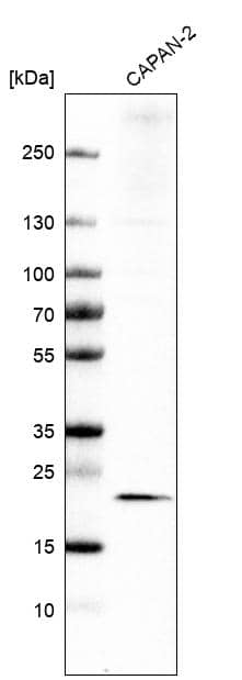 Analysis in human cell line CAPAN-2.
