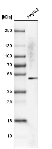 Western Blot KRT23 Antibody - BSA Free