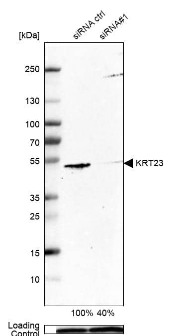 Western Blot KRT23 Antibody - BSA Free