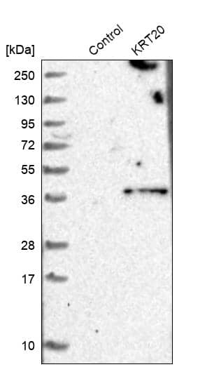 Analysis in control (vector only transfected HEK293T lysate) and KRT20 over-expression lysate (Co-expressed with a C-terminal myc-DDK tag (~3.1 kDa) in mammalian HEK293T cells).