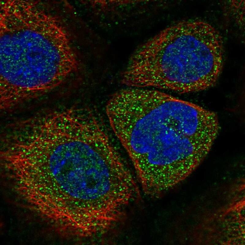 Immunocytochemistry/ Immunofluorescence SOCS-5 Antibody - BSA Free
