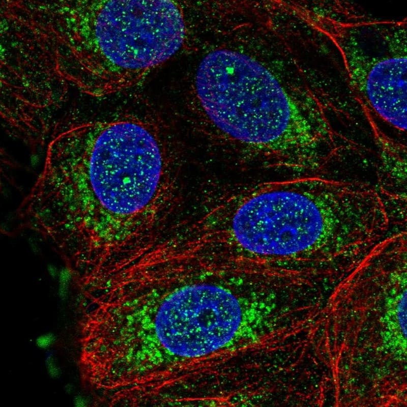 Staining of human cell line MCF7 shows localization to nuclear bodies & mitochondria.
