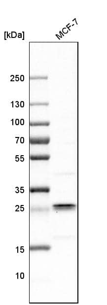 Analysis in human cell line MCF-7.