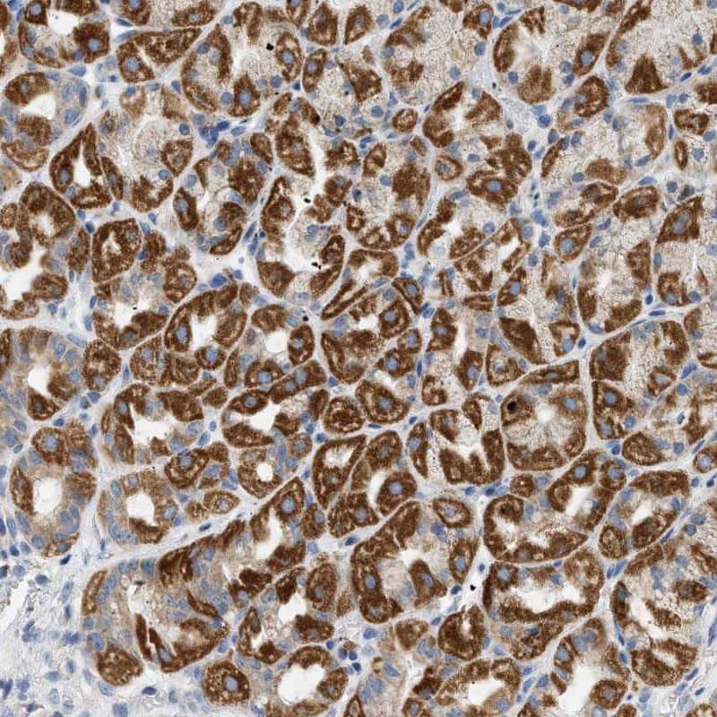 Immunohistochemistry-Paraffin NDUFS8 Antibody - BSA Free