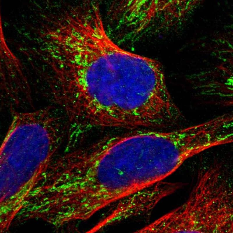 Staining of human cell line U-2 OS shows localization to mitochondria.