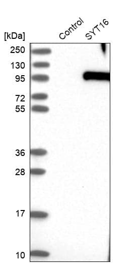 Analysis in control (vector only transfected HEK293T lysate) and SYT16 over-expression lysate (Co-expressed with a C-terminal myc-DDK tag (~3.1 kDa) in mammalian HEK293T cells).