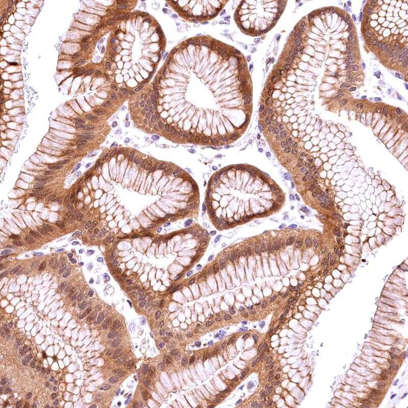 Immunohistochemistry-Paraffin CHORDC1 Antibody - BSA Free