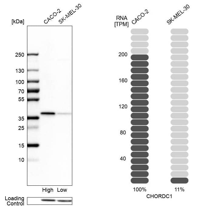 Analysis in human cell lines Caco-2 and SK-MEL-30 using Anti-CHORDC1 antibody. Corresponding CHORDC1 RNA-seq data are presented for the same cell lines. Loading control: Anti-HDAC1.