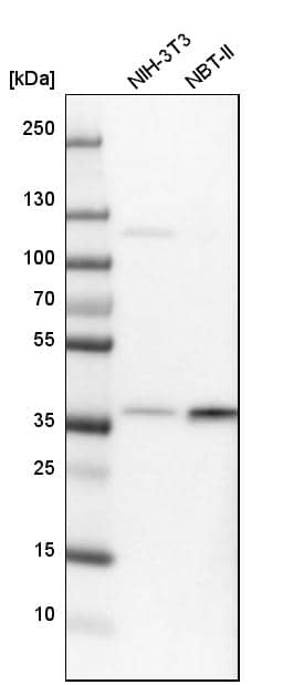 Analysis in mouse cell line NIH-3T3 and rat cell line NBT-II.