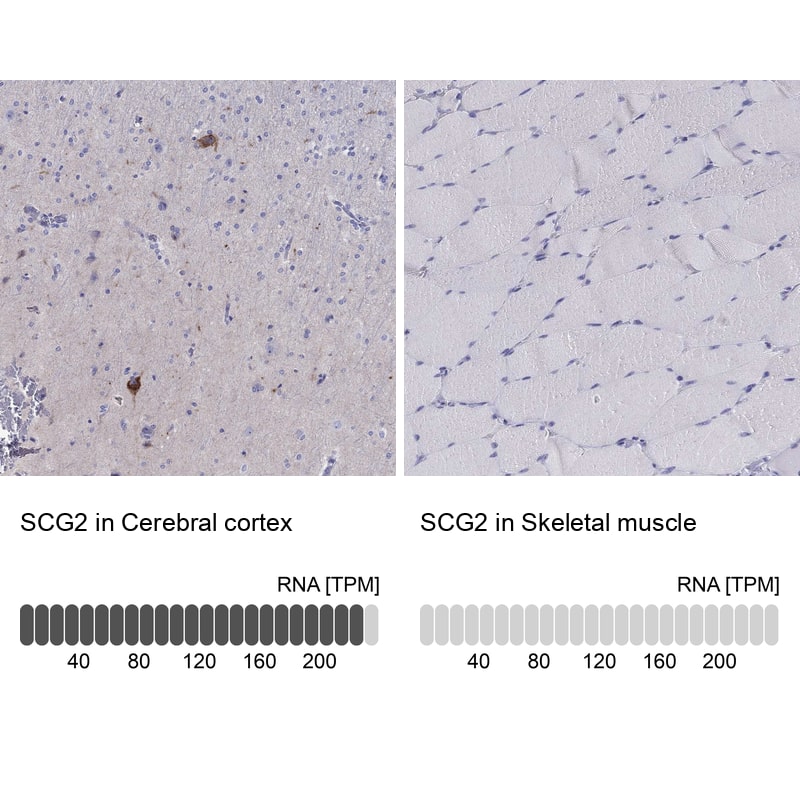 Immunohistochemistry analysis in human cerebral cortex and skeletal muscle tissues using HPA011893 antibody. Corresponding SCG2 RNA-seq data are presented for the same tissues.