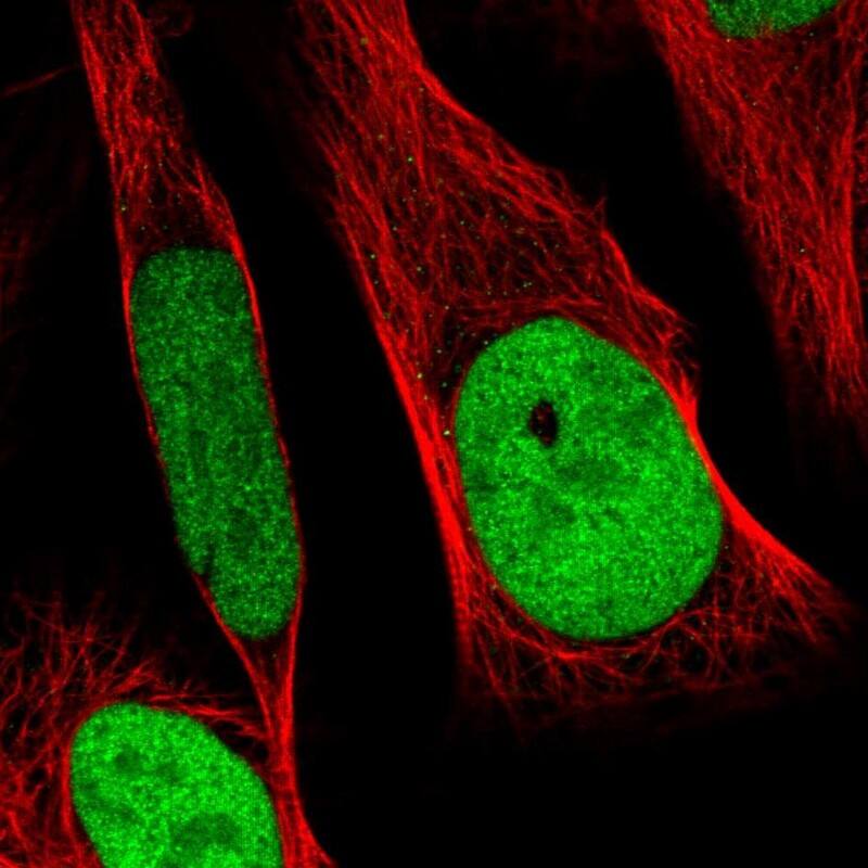 Staining of human cell line U-2 OS shows localization to nucleoplasm.