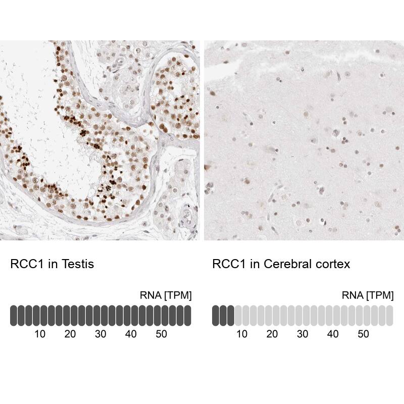 <b>Orthogonal Strategies Validation. </b>Analysis in human testis and cerebral cortex tissues using HPA027573 antibody. Corresponding RCC1 RNA-seq data are presented for the same tissues.