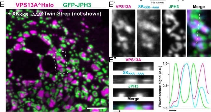 VPS13A and XK are expressed in human striatum. (A) Domain organization of two splice variants of VPS13A. (B) COS7 cells coexpressing VPS13A(splice variant B)^Halo and GFP-XK, showing no colocalization as expected due to the lack of the PH domain. The Top and Bottom images show the same microscopy field. (C) qPCR quantitation of transcript levels of splice variants A and B of VPS13A, relative to all VPS13A variants, in human caudate samples. Splice variant A is expressed at higher levels than variant B, as opposed to what was reported in mice. VPS13A isoform levels in each case were normalized to housekeeping gene ACTB, with  delta Ct for each isoform calculated from the qPCR cycle threshold (Ct) of the VPS13A isoform versus the ACTB Ct. Values were further normalized to the transcript levels of all VPS13A variants (2-delta  delta Ct) obtained by PCR amplification of an exon present in all reported VPS13A variants. (D) Violin plots of single nucleus RNA-seq data of human caudate samples showing preferential expression of VPS13A and XK in neurons, including MSNs where VPS13A has the highest expression levels. (E) COS7 cells coexpressing XKKKR→AAA^Twin-Strep, VPS13A^Halo, and GFP-JPH3. The figure, which shows a view in a plane close to the substrate, reveals that both VPS13A^Halo and GFP-JPH3 localize to ER–PM contacts but do not overlap. E′ shows at high magnification the area enclosed by a rectangle in E, and E′′ shows an orthogonal view along the dashed line of E′. (Scale bar, 5 μm.) Image collected and cropped by CiteAb from the following open publication (//pubmed.ncbi.nlm.nih.gov/35994651), licensed under a CC-BY license. Not internally tested by Novus Biologicals.
