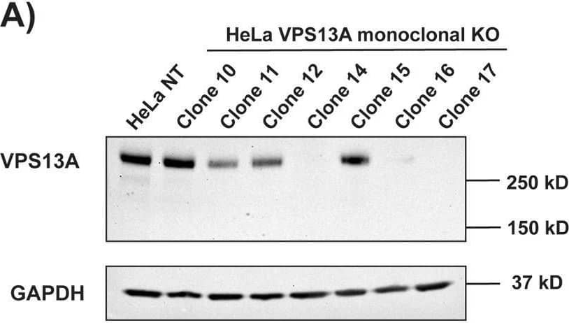 Western blotting analysis for epididymal sperm and testis lysates was performed to compare the protein levels of ChAcDel/Del mice (n = 5) with those of WT mice (n = 5). (A) Proteins were visualized using the MemCode Reversible Protein Stain Kit after separation by SDS-PAGE and transfer to PVDF membranes. The contrast of the sperm lysates image was increased by a factor of two to enhance visibility. Sperm lysates exhibited different patterns of protein expression between WT and ChAcDel/Del mice. Testis lysates exhibited similar patterns between both groups. (B) Representative results of Western blotting analysis are shown. (C) Relative quantification of Western blotting analysis is presented with white and black bars indicating WT and ChAc mice, respectively. The Mann–Whitney U test was performed for statistical analysis. WT sperm lysates exhibited significantly higher levels of IDH3A and PGK2 than ChAcDel/Del sperm lysates. Interestingly, WT mice exhibited significantly lower levels of TOM20 than ChAcDel/Del mice. No differences were observed between WT and ChAcDel/Del testis lysates. * p 2 repeats. Each point is the mean value from 3 replicates, and error bars represent +/-SD. Some error bars are contained within the point and therefore not visible. (C) Western blot analysis of PLA2G15 (∼43 kDa) and GAPDH (∼36 kDa) expression in whole-cell lysates of HeLa control cells and HeLa PLA2G15 monoclonal KO cells. The cell line showing complete abrogation of PLA2G15 expression (clone 36) was tested for resistance to  beta hc. (D) An LDH cytotoxicity assay with HeLa PLA2G15 KO clone 36, demonstrating no effect of knocking out PLA2G15 on susceptibility to  beta hc. The results shown are from one representative assay of >2 repeats. Each point is the mean value from 3 replicates, and error bars represent +/-SD. Some error bars are contained within the point and therefore not visible. Image collected and cropped by CiteAb from the following open publication (//pubmed.ncbi.nlm.nih.gov/35196804), licensed under a CC-BY license. Not internally tested by Novus Biologicals.