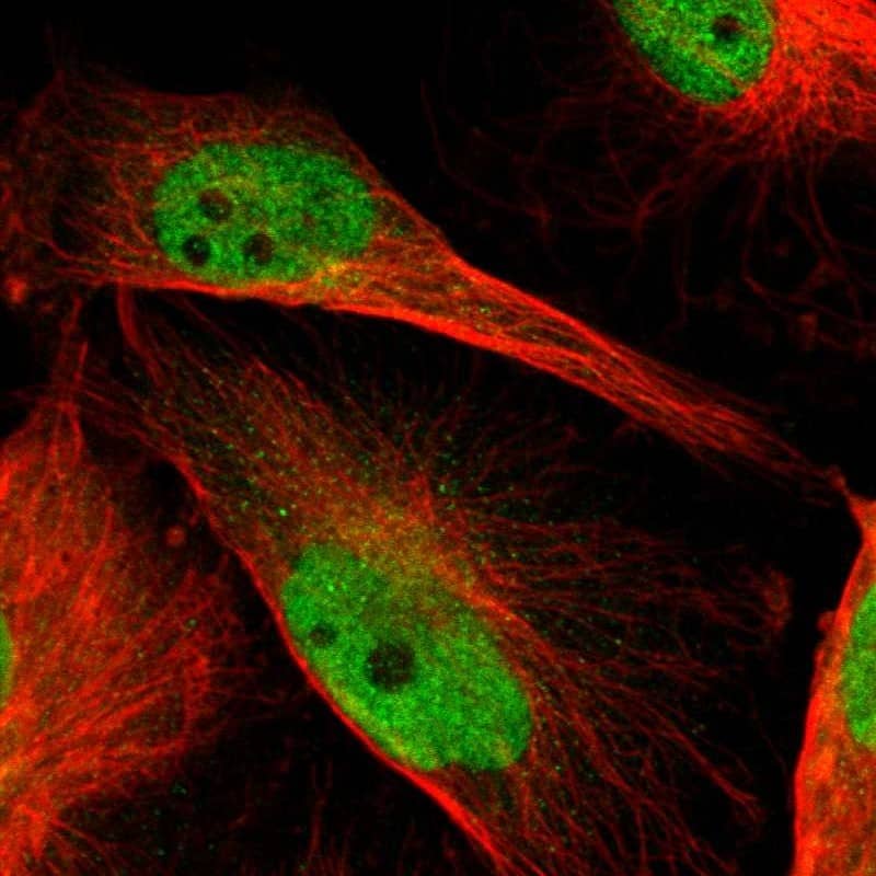 Staining of human cell line U-251 MG shows localization to nucleoplasm.