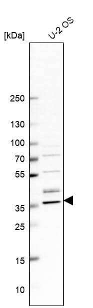 Western Blot CGR19 Antibody - BSA Free