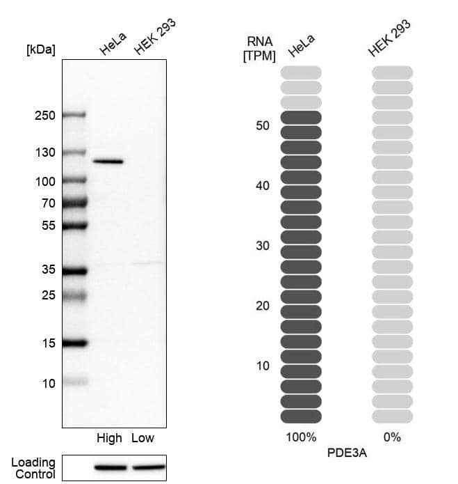 Analysis in human cell lines HeLa and HEK293 using Anti-PDE3A antibody. Corresponding PDE3A RNA-seq data are presented for the same cell lines. Loading control: Anti-HSP90B1.
