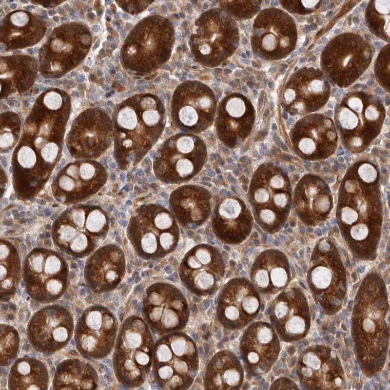 Staining of human duodenum shows strong cytoplasmic positivity in glandular cells.