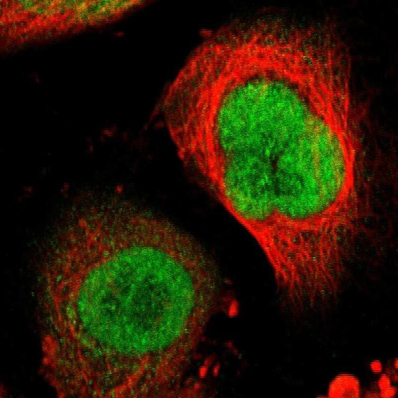 Immunocytochemistry/ Immunofluorescence RRP7A Antibody - BSA Free