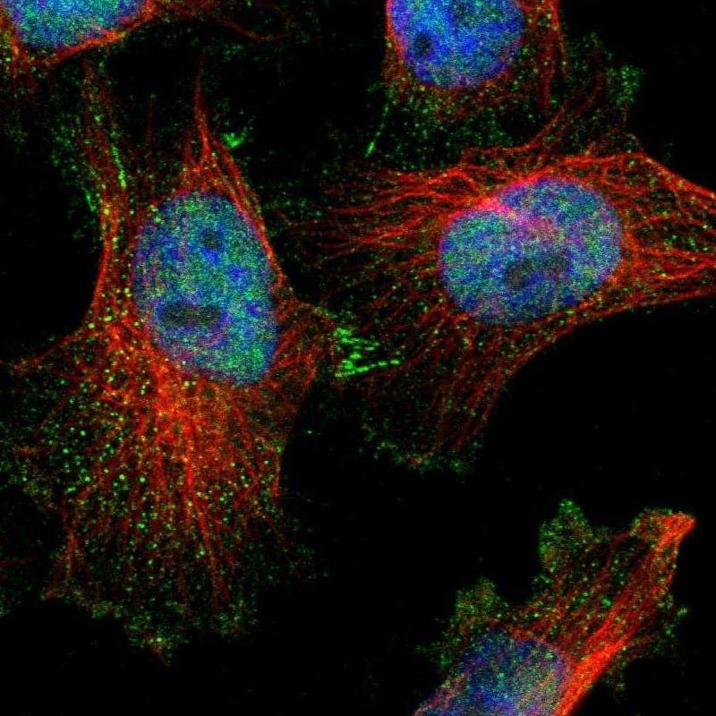 Staining of human cell line U-251 MG shows localization to nucleoplasm, cytosol & cell junctions.