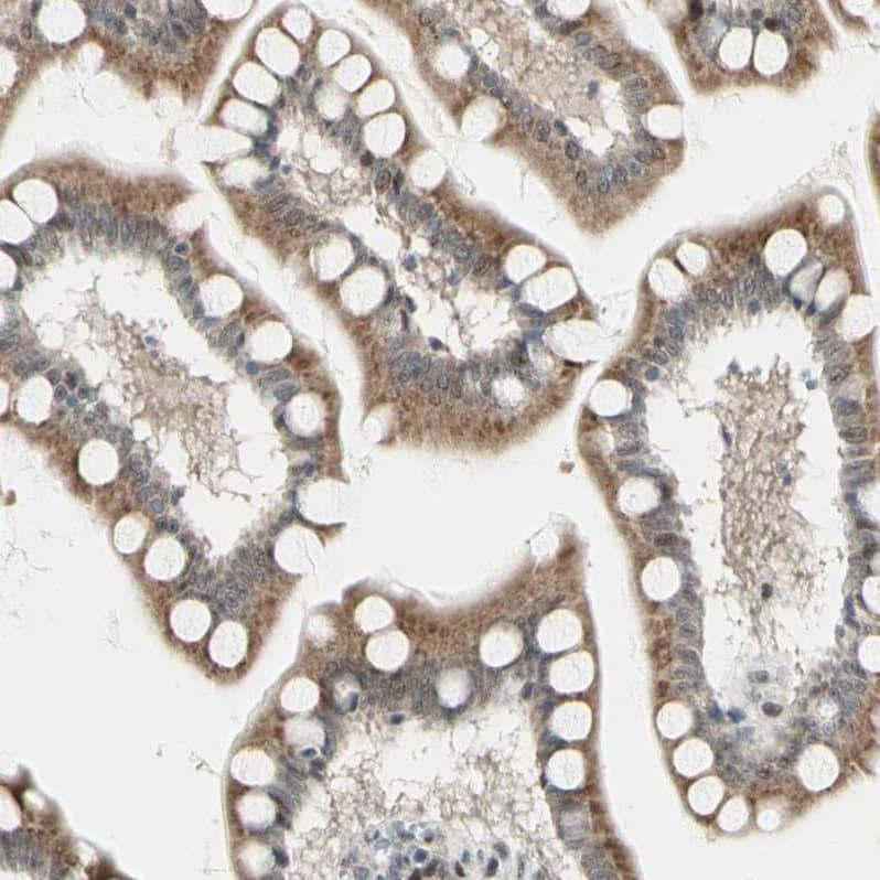 Staining of human small intestine shows moderate cytoplasmic positivity in glandular cells.