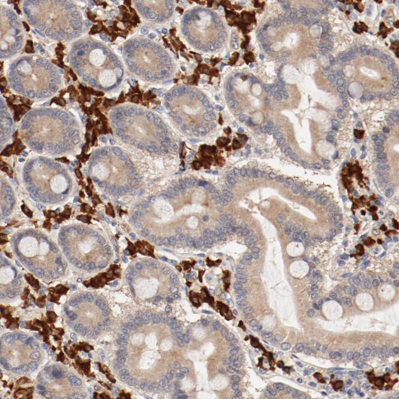 Immunohistochemistry-Paraffin UBE2J1 Antibody - BSA Free