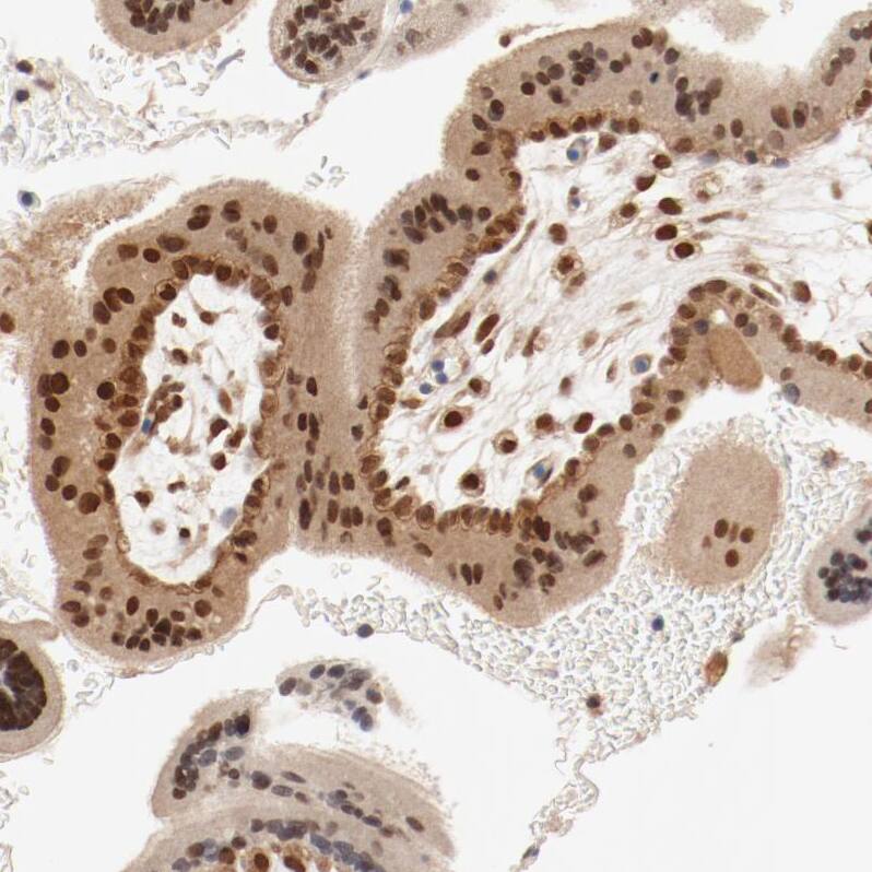 Immunohistochemistry-Paraffin UBE2J1 Antibody - BSA Free