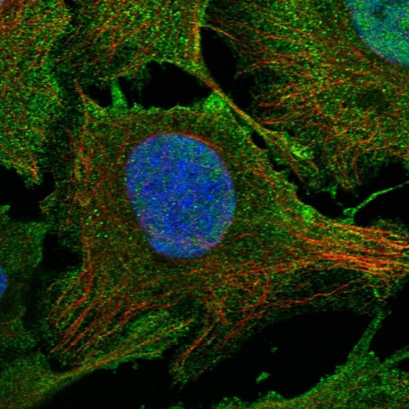 Staining of human cell line U-2 OS shows localization to nucleoplasm & plasma membrane.