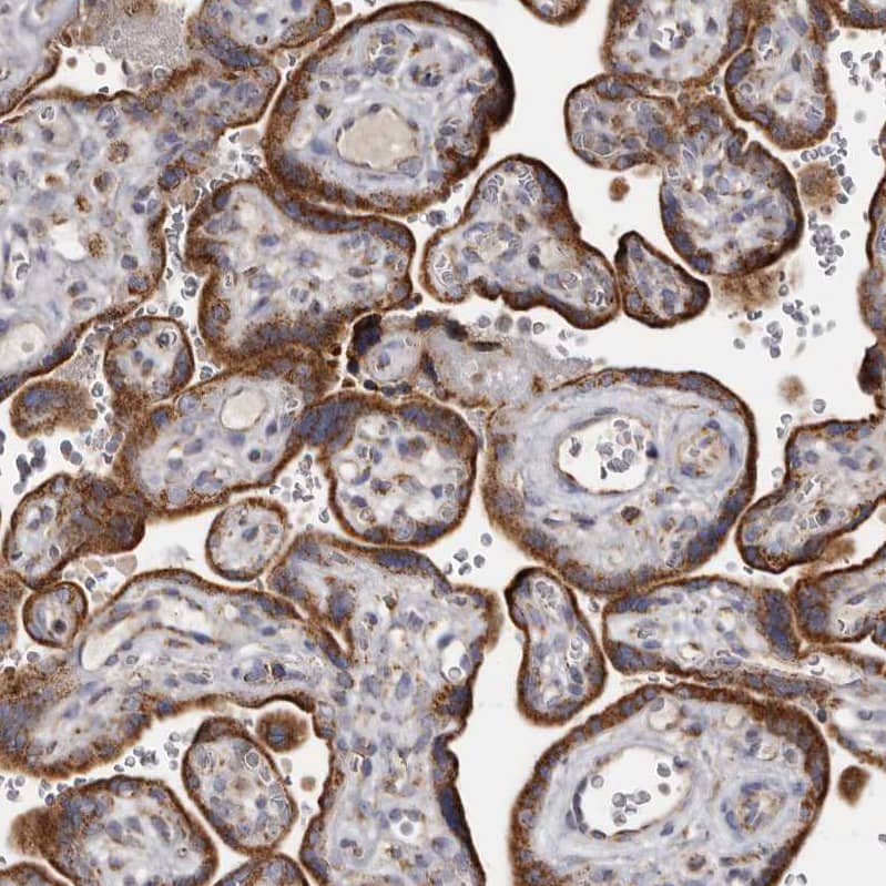 Staining of human placenta shows strong cytoplasmic positivity in trophoblastic cells.