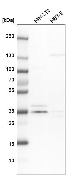 Analysis in mouse cell line NIH-3T3 and rat cell line NBT-II.