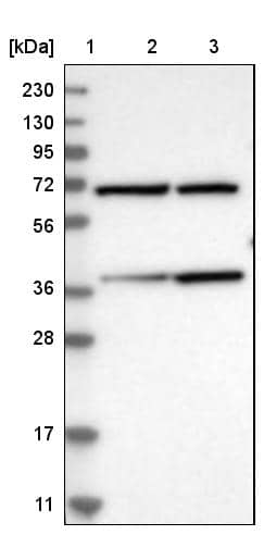 Western Blot MECR Antibody - BSA Free
