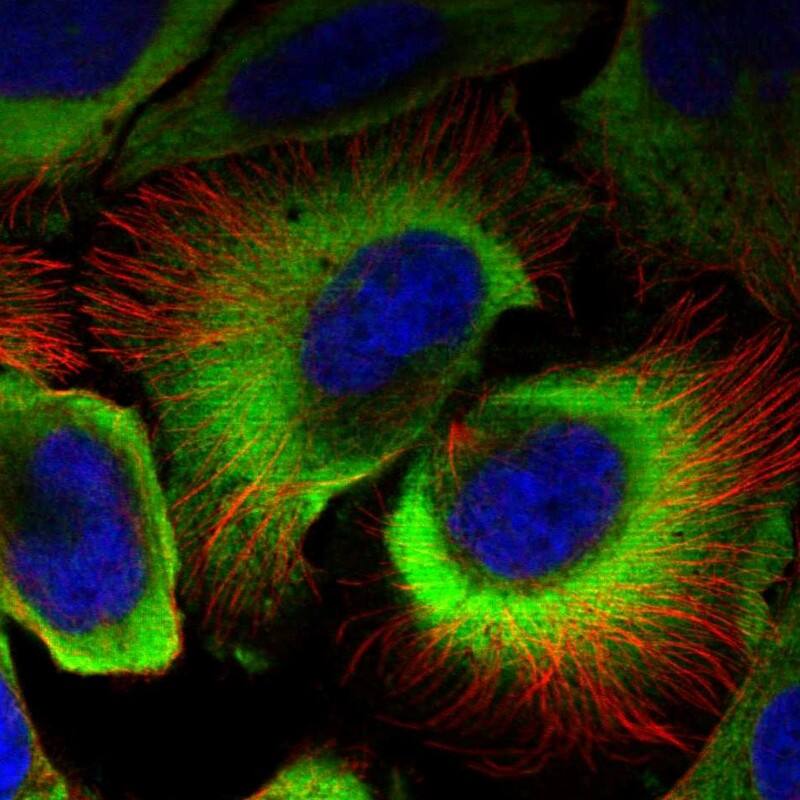 Staining of human cell line U-2 OS shows localization to cytosol.