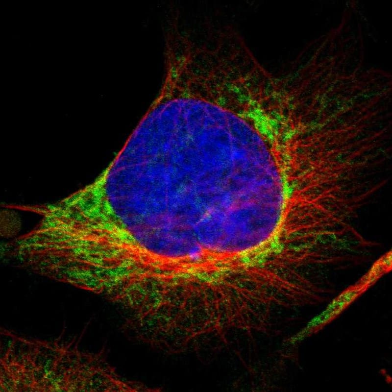 Staining of human cell line U-251 MG shows localization to mitochondria.