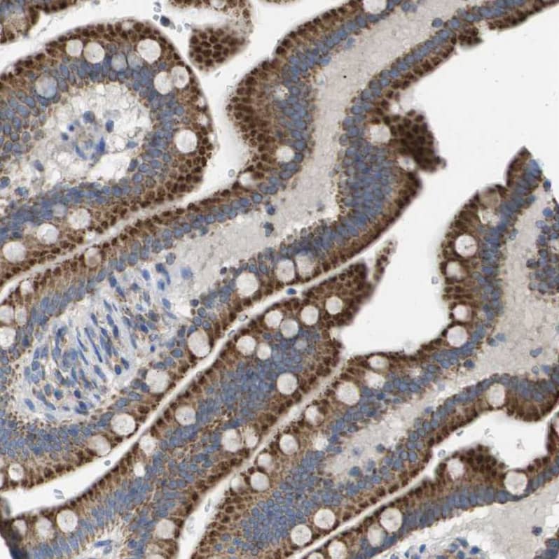 Staining of human small intestine shows moderate granular cytoplasmic positivity in glandular cells.
