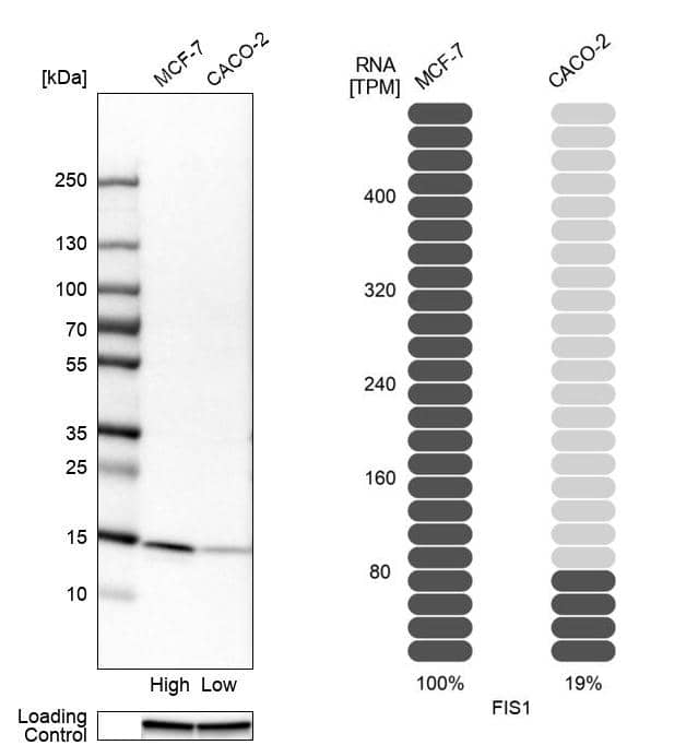 Analysis in human cell lines MCF-7 and Caco-2 using Anti-FIS1 antibody. Corresponding FIS1 RNA-seq data are presented for the same cell lines. Loading control: Anti-GAPDH.